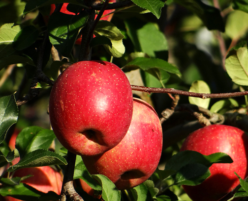 りんご土・葉っぱへのこだわり写真